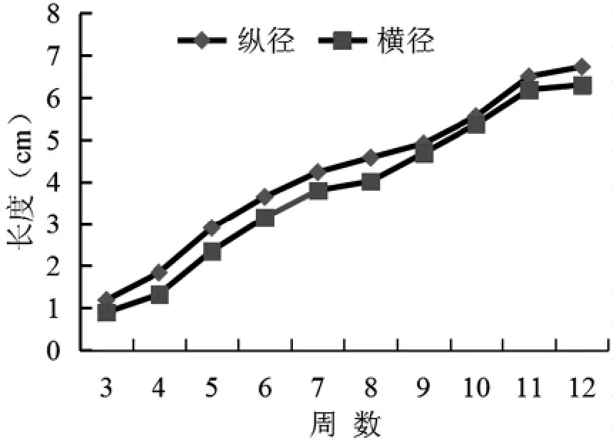 设施油桃果实生长发育模型研究