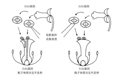 杏的自交不亲和机制研究进展