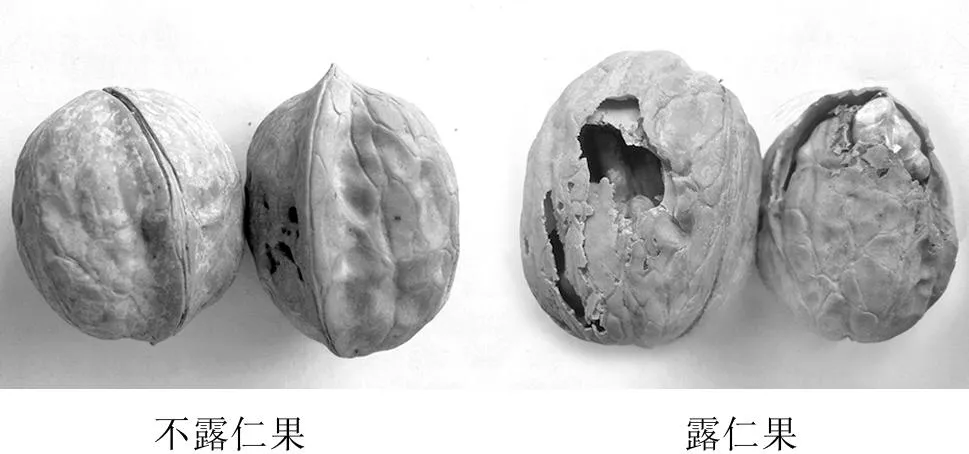 辽系核桃防露仁栽培技术试验