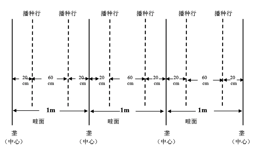 北方早实核桃品种育苗技术