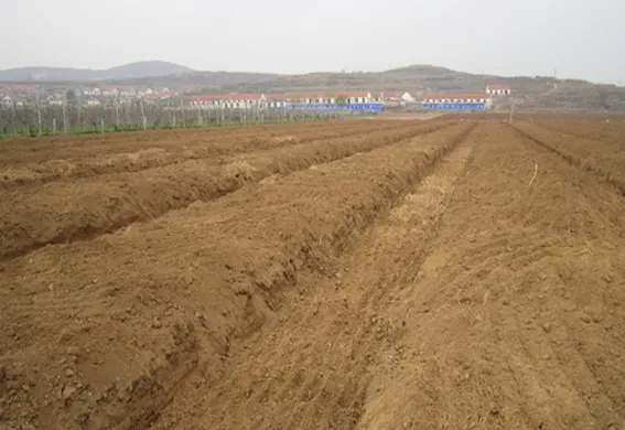 矮砧苹果现代集约栽培技术