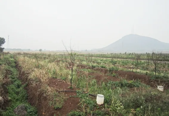 2015年山东枣庄石榴冻害情况分析
