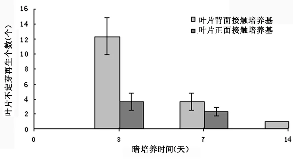 叶片接种方式和暗培养时间对青砧1号不定芽再生的影响