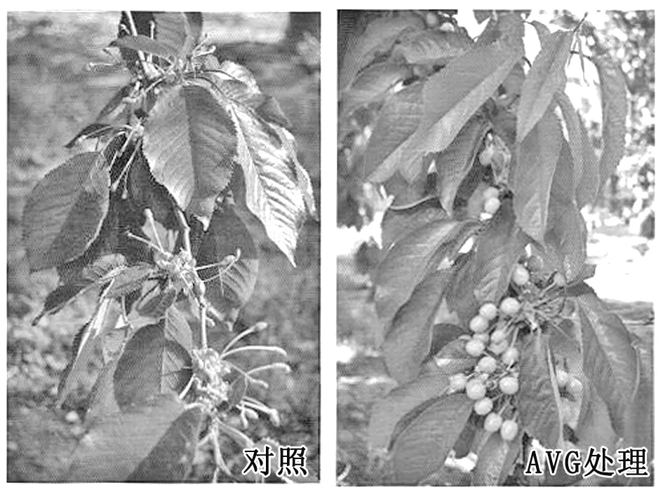 初花期应用AVG提高甜樱桃坐果率
