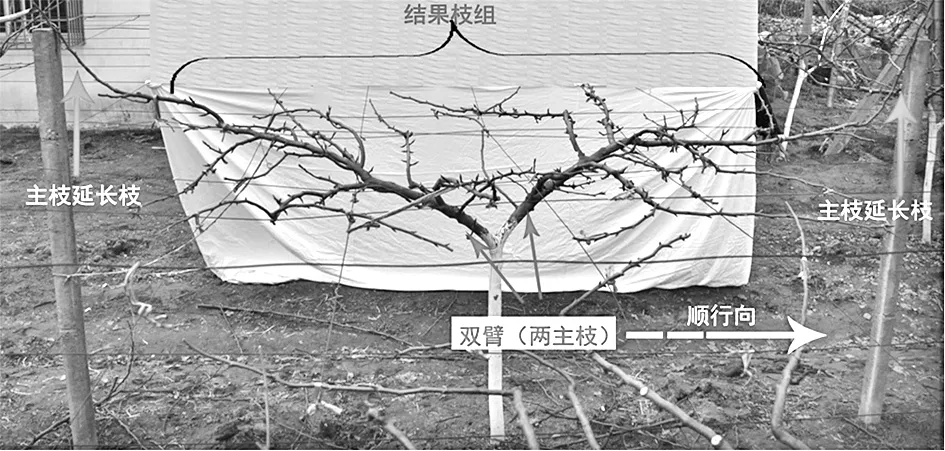 山地梨树双臂顺行式棚架搭建与整形修剪技术