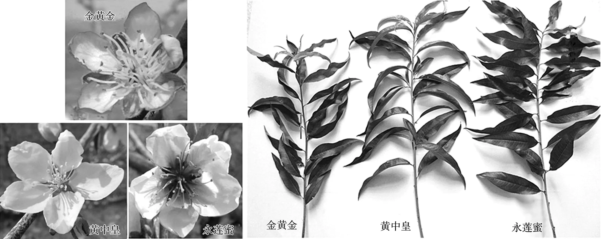 晚熟黄肉桃新品种金黄金的选育