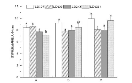 4个品系软枣猕猴桃花期不同程度新梢摘心的效应