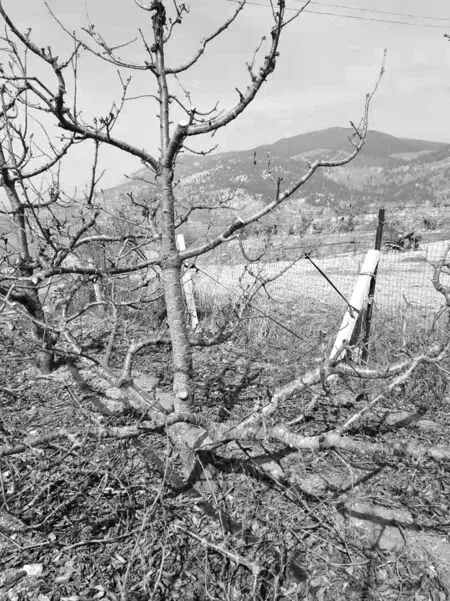 甜樱桃郁闭低产园改造技术与配套管理措施