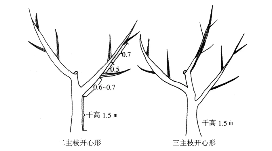 早实核桃的修剪技术