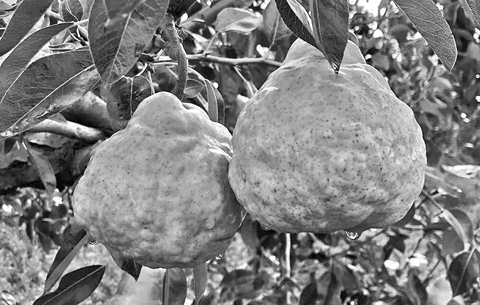 盘克汉姆梨在胶东地区的表现及生产技术要点