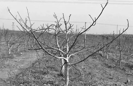 做强济南市核桃产业的对策