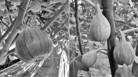 关中地区无花果大棚栽培技术