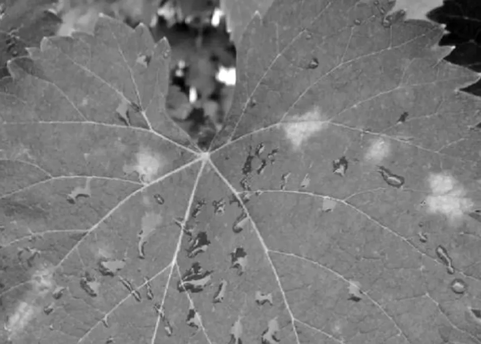 露地栽培葡萄霜霉病发生与综合防控