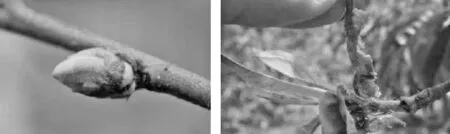 桃蚜在肥城桃产区的发生规律及防治对策