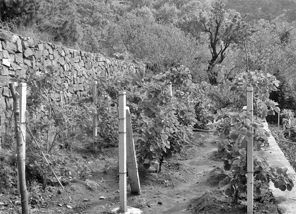 7个猕猴桃品种在泰安的引种表现评价