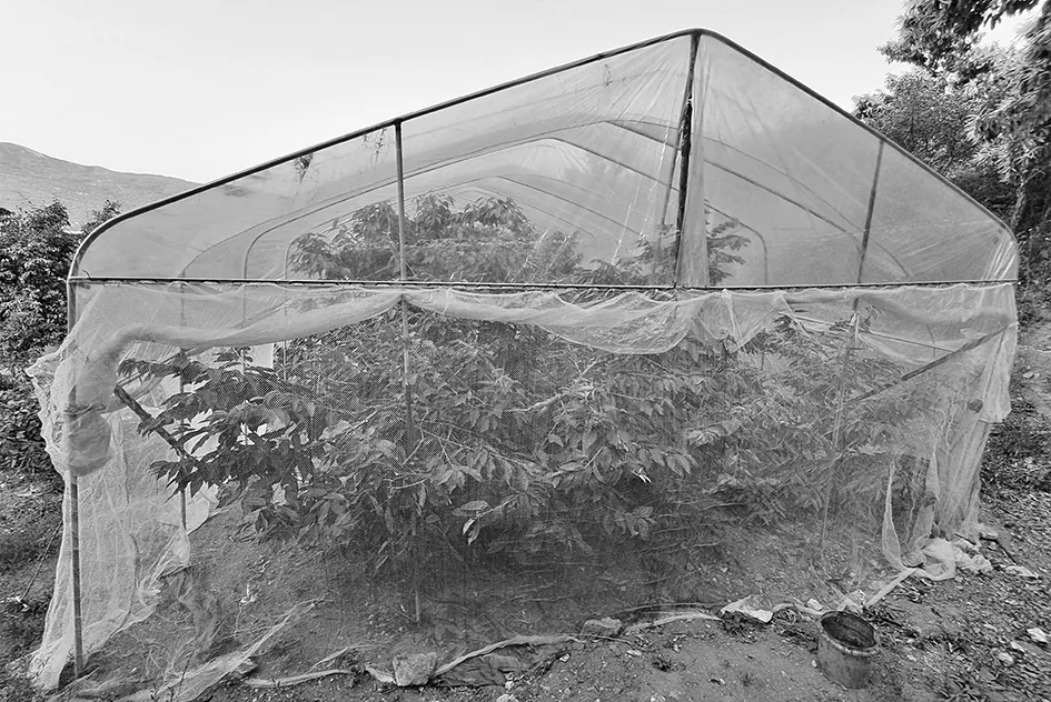 鲁樱3号甜樱桃避雨栽培效应的研究