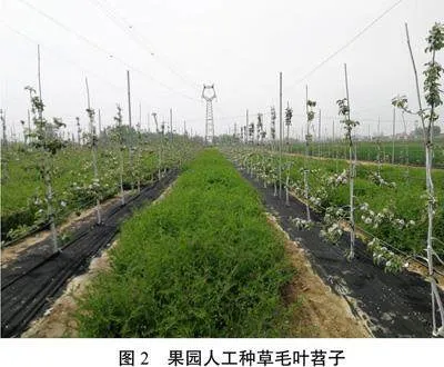 黄河故道果园生草技术