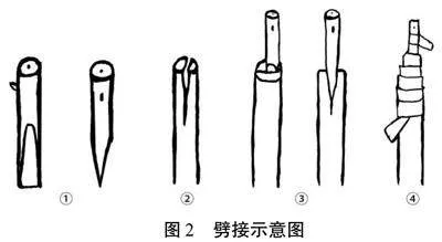 新疆野苹果嫁接亲和性研究
