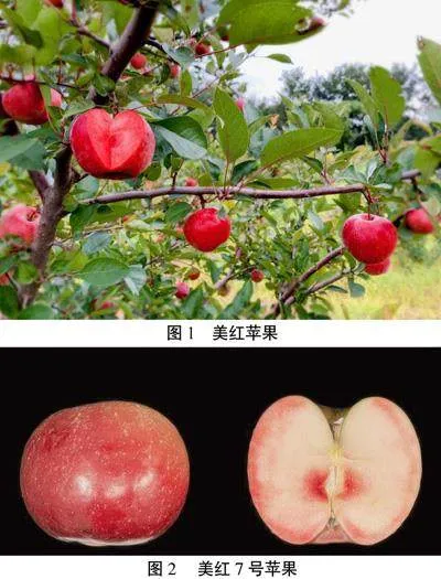 省力营养好吃特色多样化苹果新品种培育取得重要进展