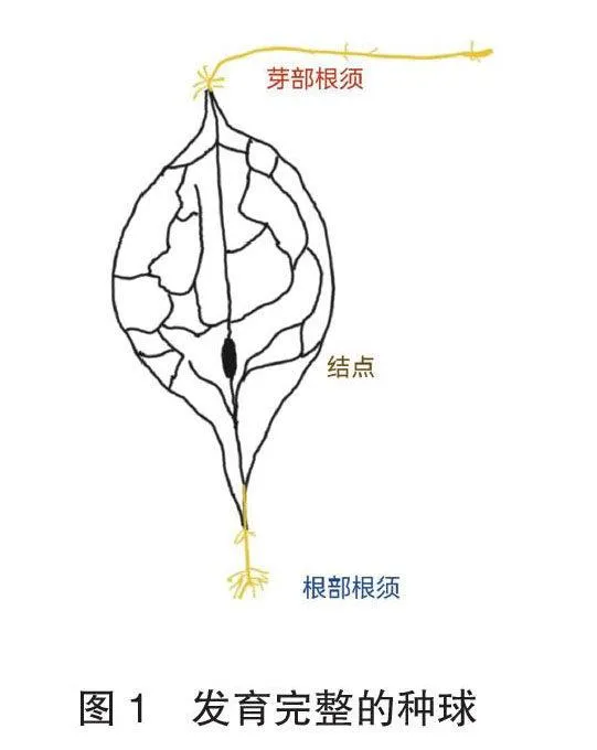 酢浆草基础知识