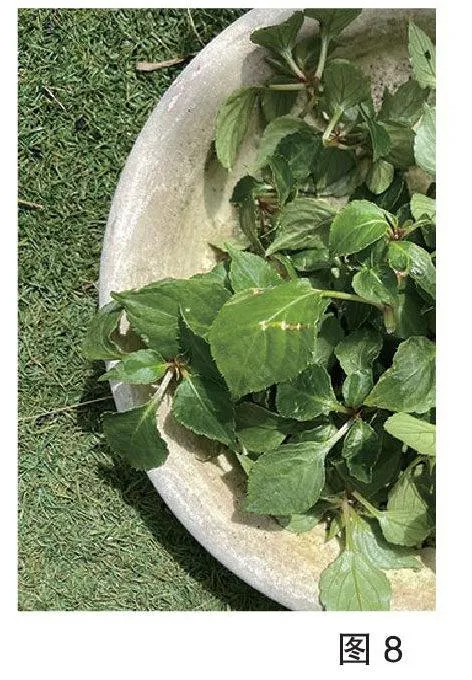 种植笔记——重瓣凤仙花爆花过程记录