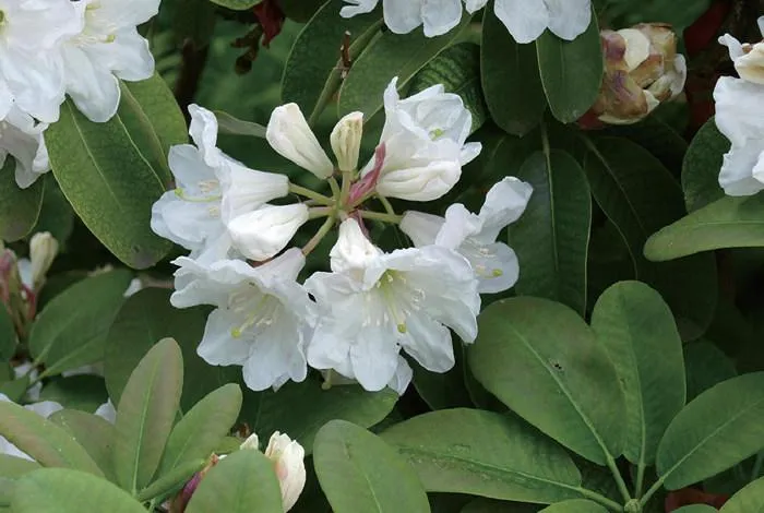 阿佤山上春花可餐