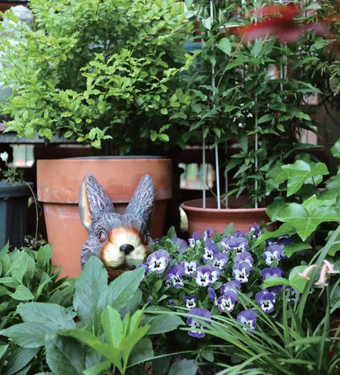 小花园年年增加的植物——角堇