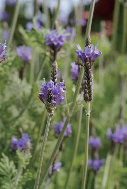 薰衣草