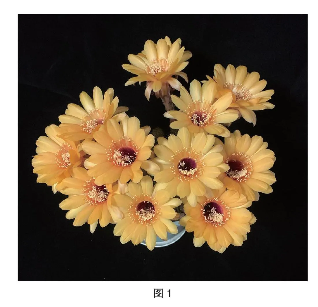 江南水乡的仙人球