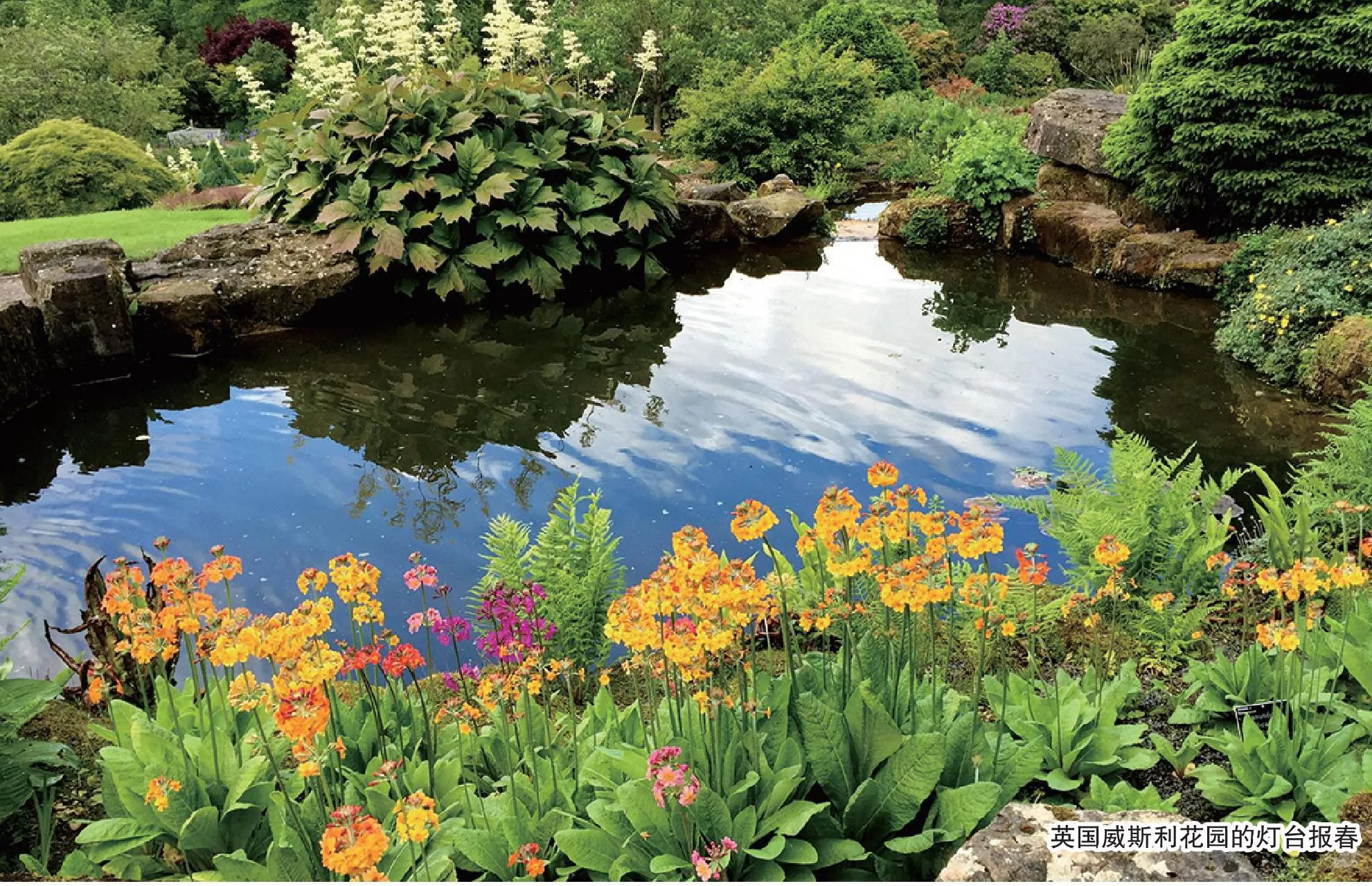 来自西南山地的瑰宝:灯台报春