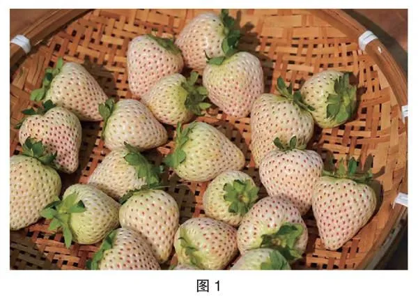 草莓爱好者的种植笔记