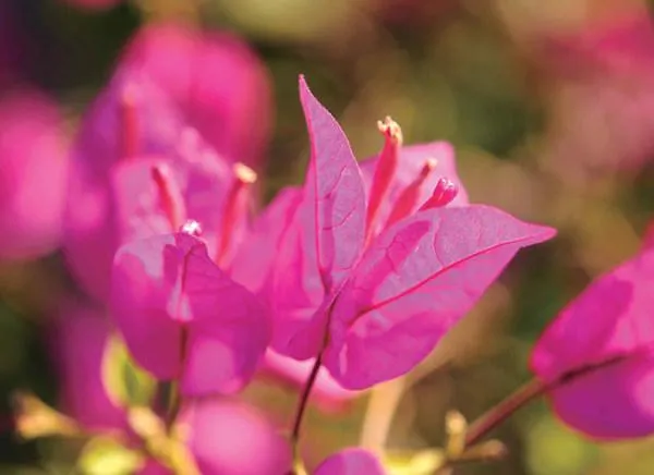 妖娆的三角梅开在凉爽的夏风中