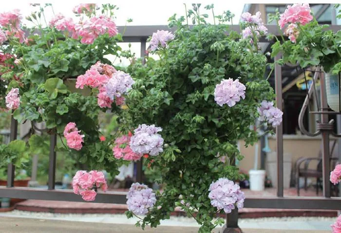 垂吊天竺葵——吉普赛女郎