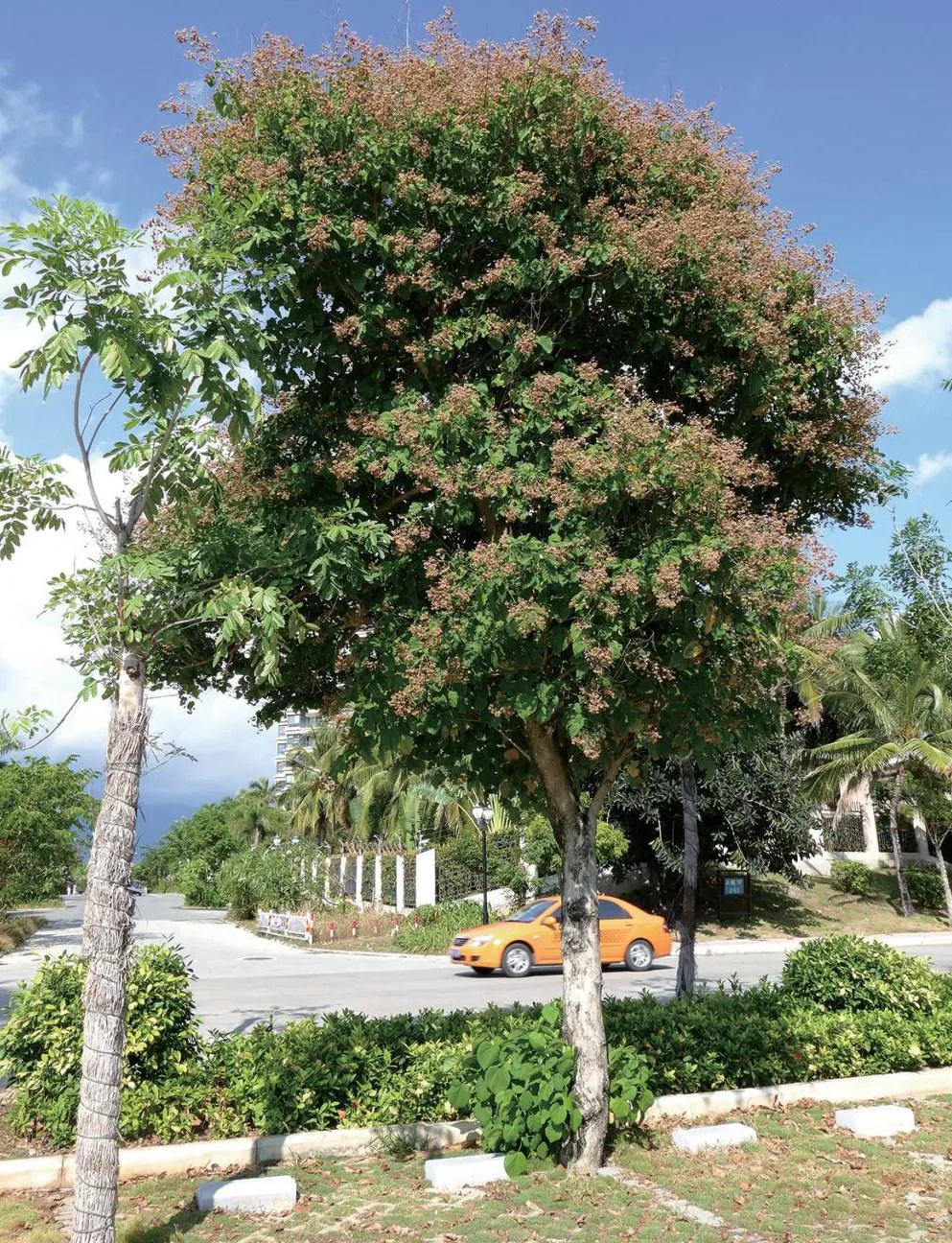 华南地区锦葵科新优园林乔木树种及应用(一)