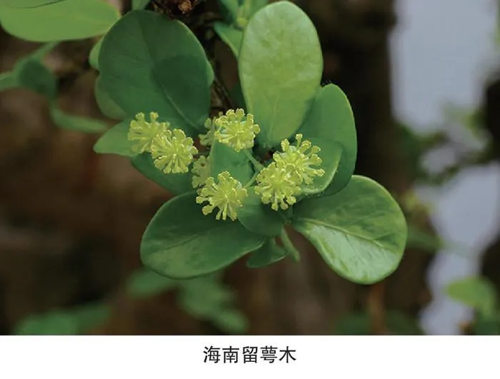 清本正源盆景植物名（三十二）
