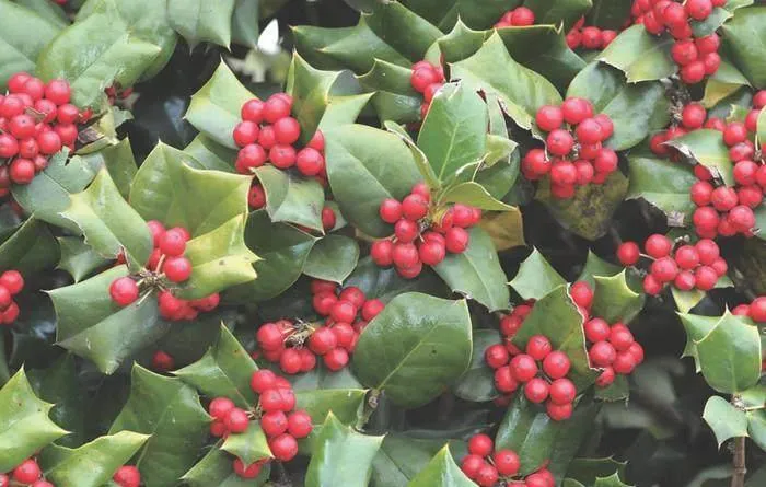 不能忘却的枸骨树