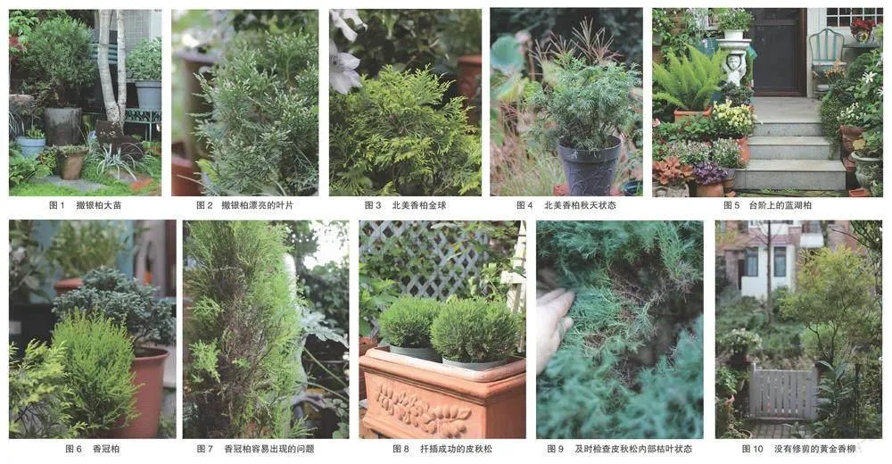 针叶植物，小花园里的‘中性风’