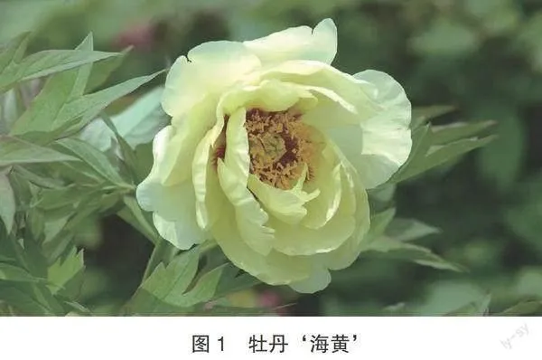 牡丹滇牡丹芍药