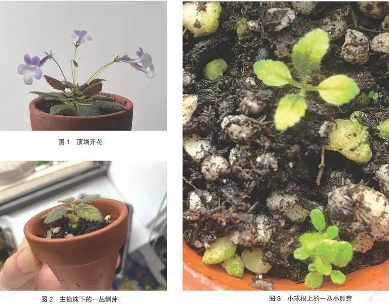 超级迷你岩桐扦插教程（下）——分株篇