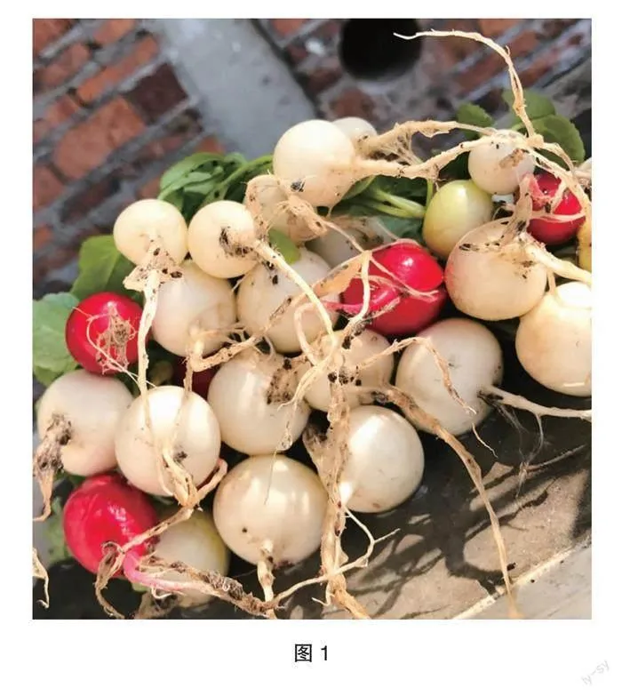 地下红宝石樱桃萝卜