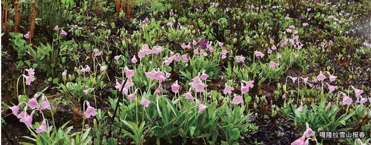 去雪山报春花开的地方