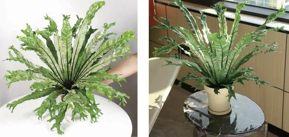 新优观叶植物‘花叶’大鳞巢蕨