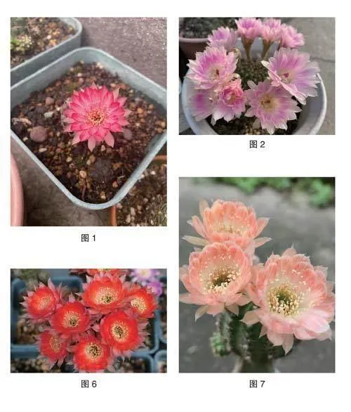 丽花属仙人球的简单介绍及其养护