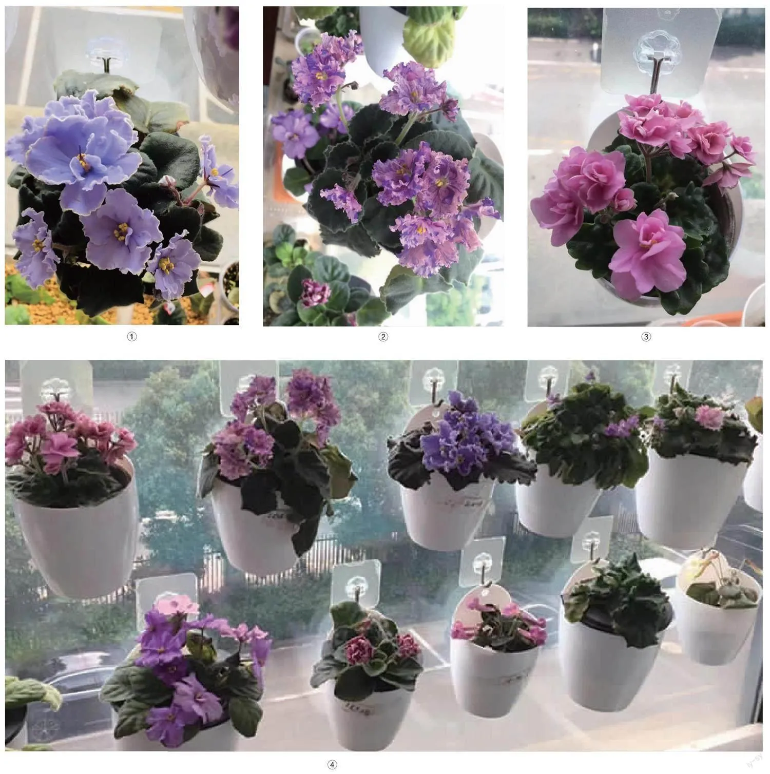 地下室种非洲堇的小经验