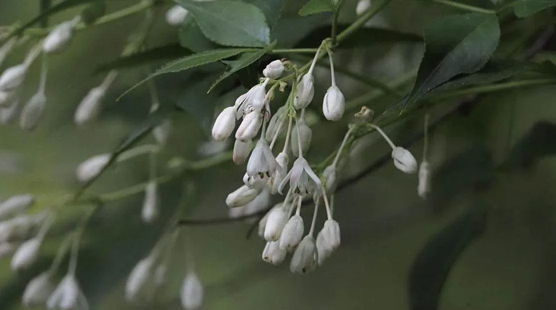 浙江西天目山春季观赏植物(二)