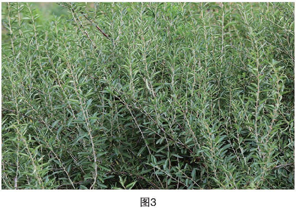 山里好看又可食的小野果，它的名字叫蕤核