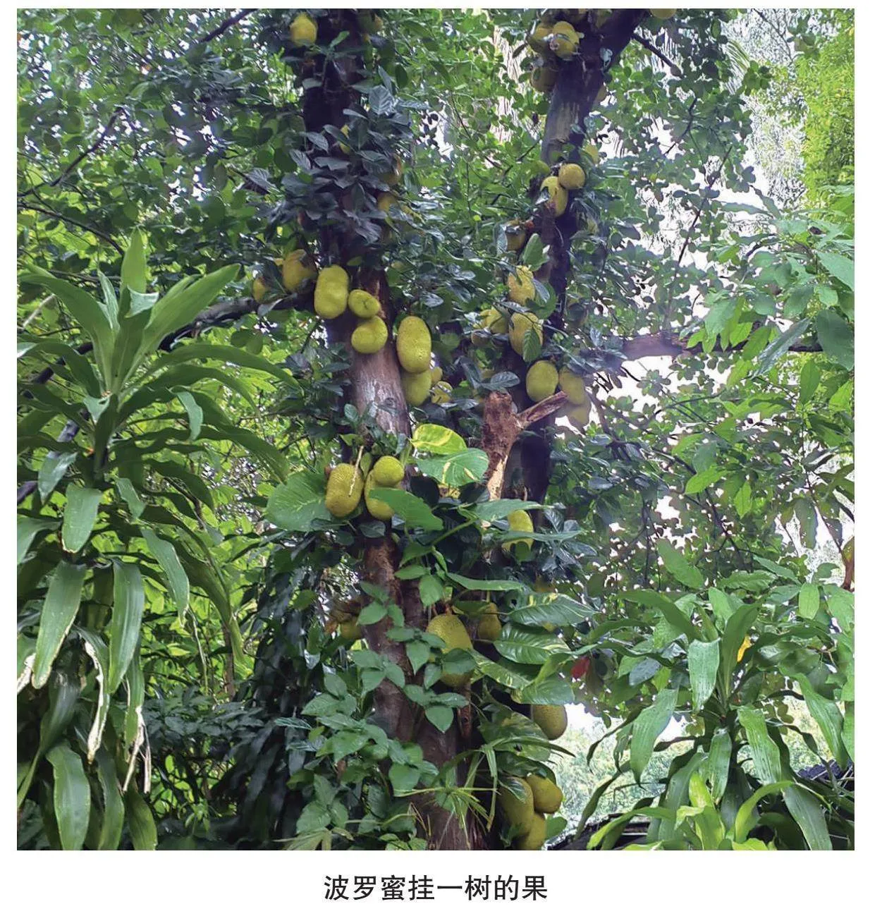 挂在树上的波罗——波罗蜜