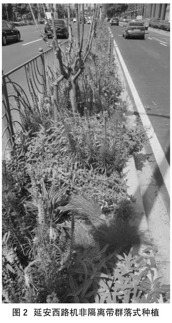 在机非隔离带营建草本植物群落的研究