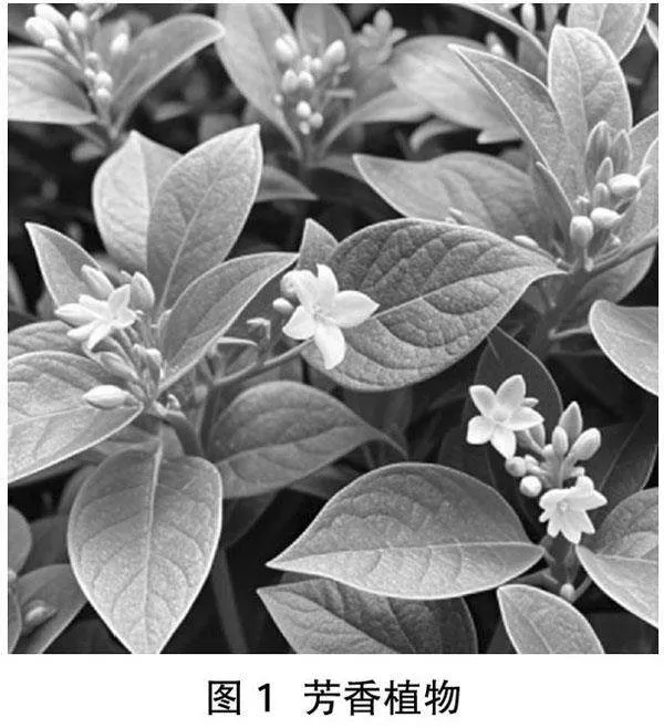 芳香植物在园林中的多重角色