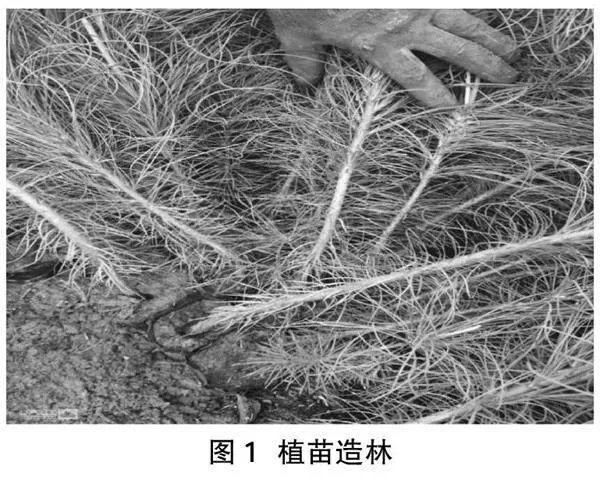 营林生产中造林规划设计及造林技术研究